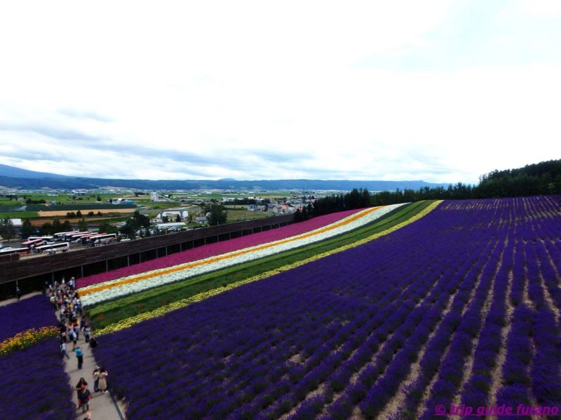 7月　ラベンダー　ファーム富田