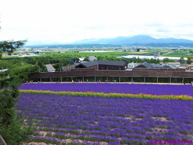 7月　ラベンダー　ファーム富田