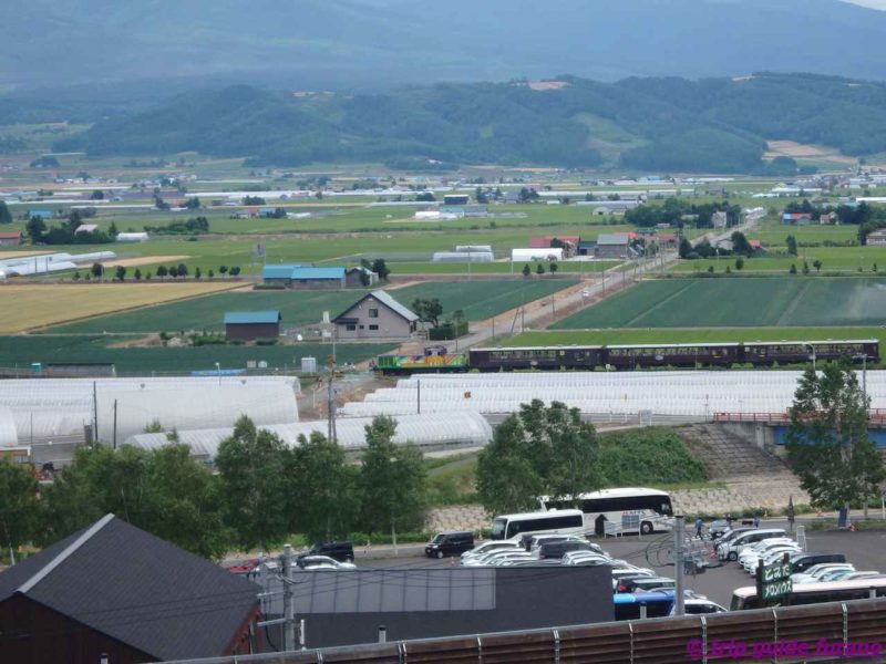 7月　ラベンダー　ファーム富田　ノロッコ号