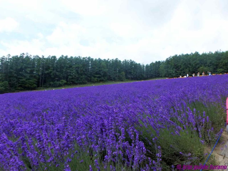 7月　ラベンダー　ファーム富田