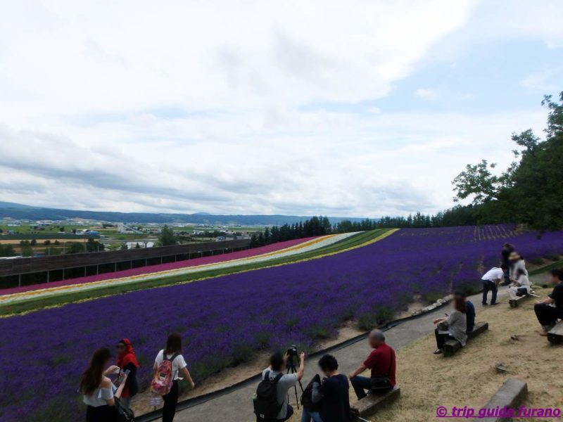 7月　ラベンダー　ファーム富田