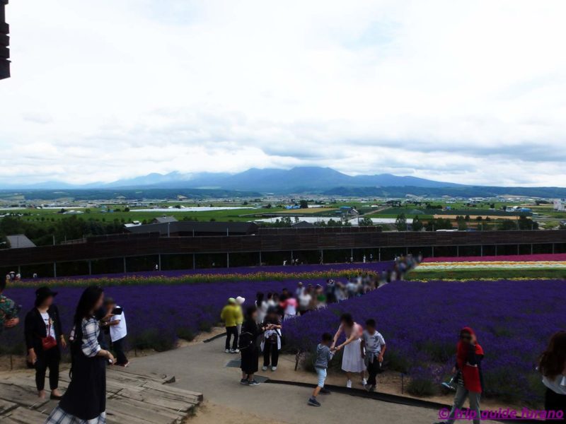 7月　ラベンダー　ファーム富田