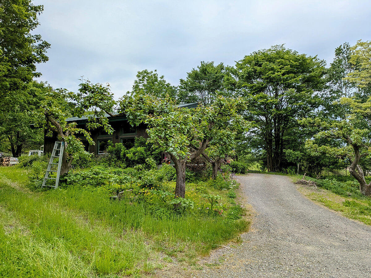 nekotokotoriteiの外観、植物にかこまれている