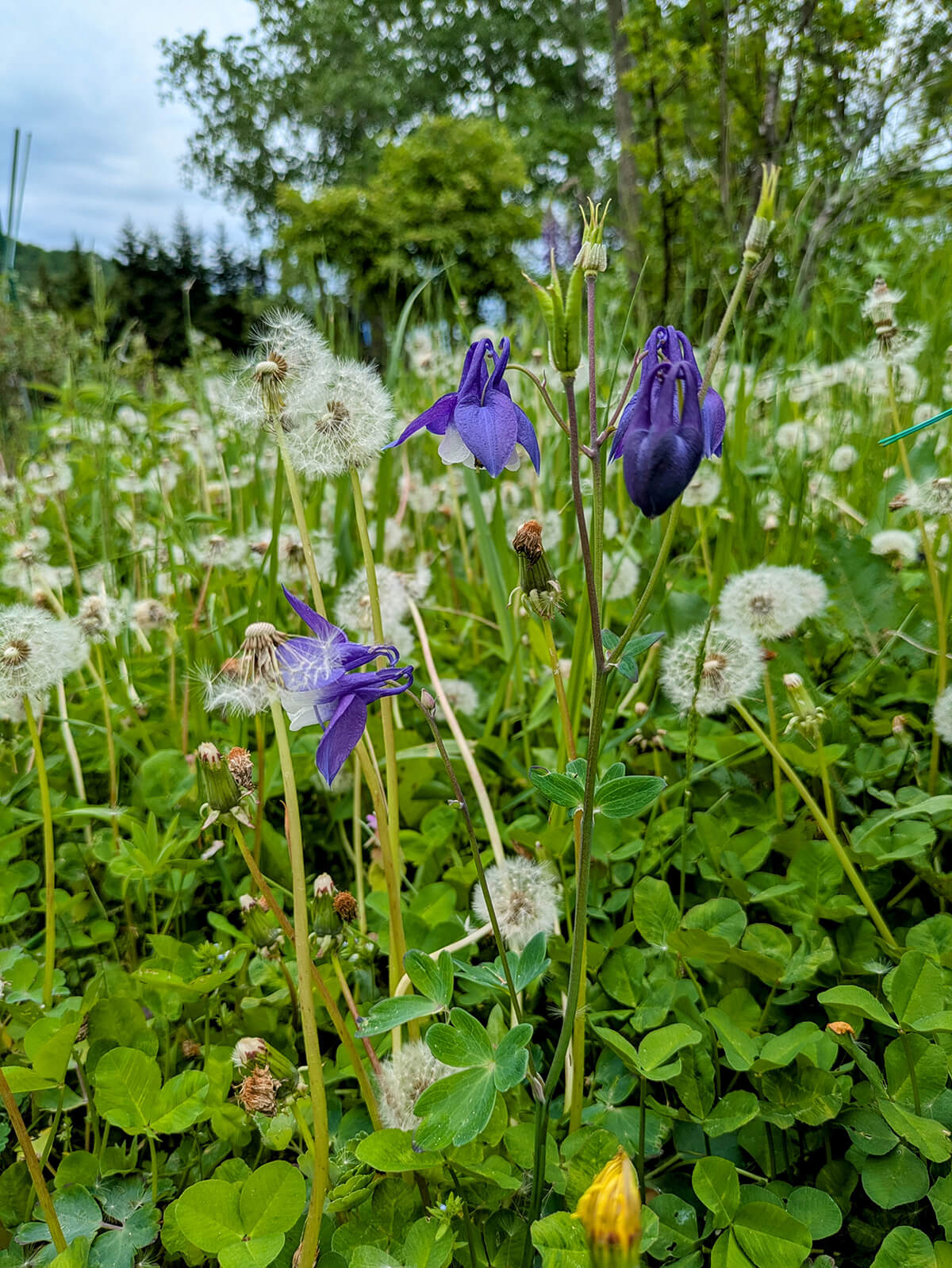 nekotokotoriteiのお庭の花